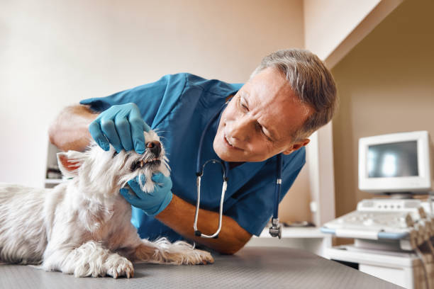 Best Emergency Broken Tooth Repair in Crystal Lakes, OH